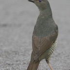 SATIN    BOWERBIRD female.jpg