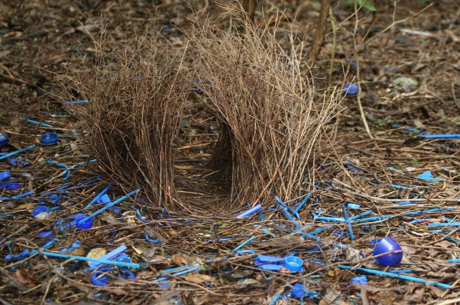 SATIN BOWERBIRDS  BOWER.jpg
