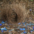 SATIN BOWERBIRDS  BOWER.jpg