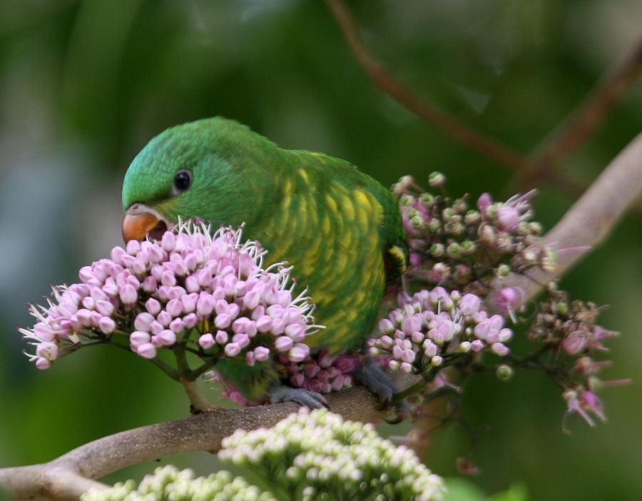 SCALY BREASTED  LORIKEET.jpg