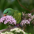 SCALY BREASTED  LORIKEET.jpg