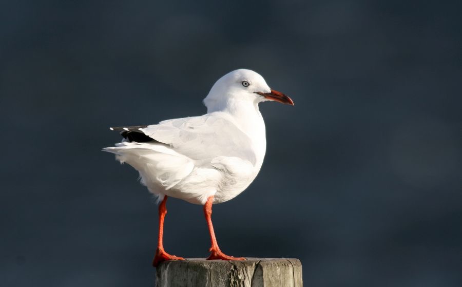 SILVER  GULL.jpg
