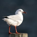 SILVER  GULL.jpg