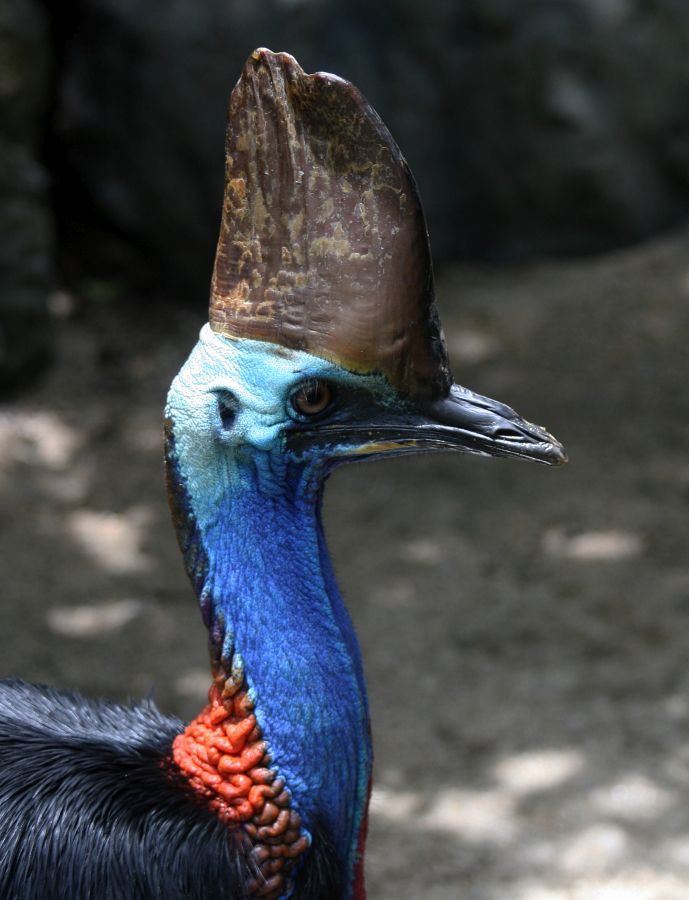 SOUTHERN  CASSOWARY   captive.jpg