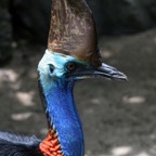 SOUTHERN  CASSOWARY   captive.jpg