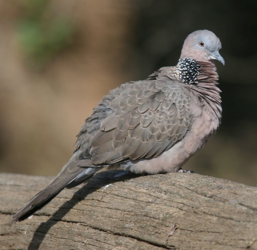 SPOTTED TURTLE   DOVE.jpg