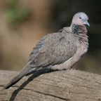 SPOTTED TURTLE   DOVE.jpg