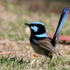 SUPERB     FAIRY-WREN.jpg