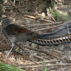 SUPERB   LYREBIRD captive.jpg