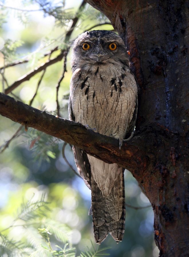 TAWNY       FROGMOUTH.jpg