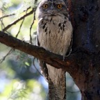 TAWNY       FROGMOUTH.jpg
