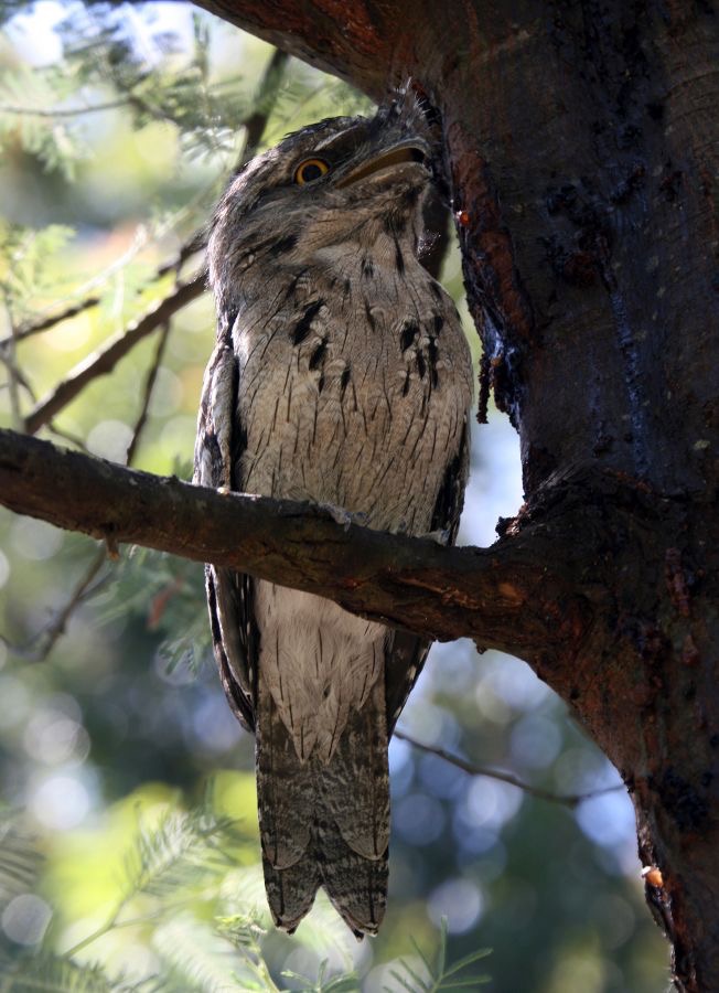 TAWNY   FROGMOUTH.jpg