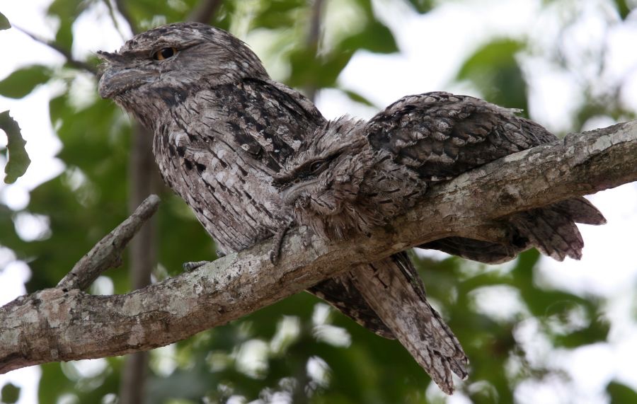 TAWNY  FROGMOUTH  with juvenile.jpg