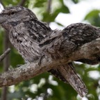 TAWNY  FROGMOUTH  with juvenile.jpg