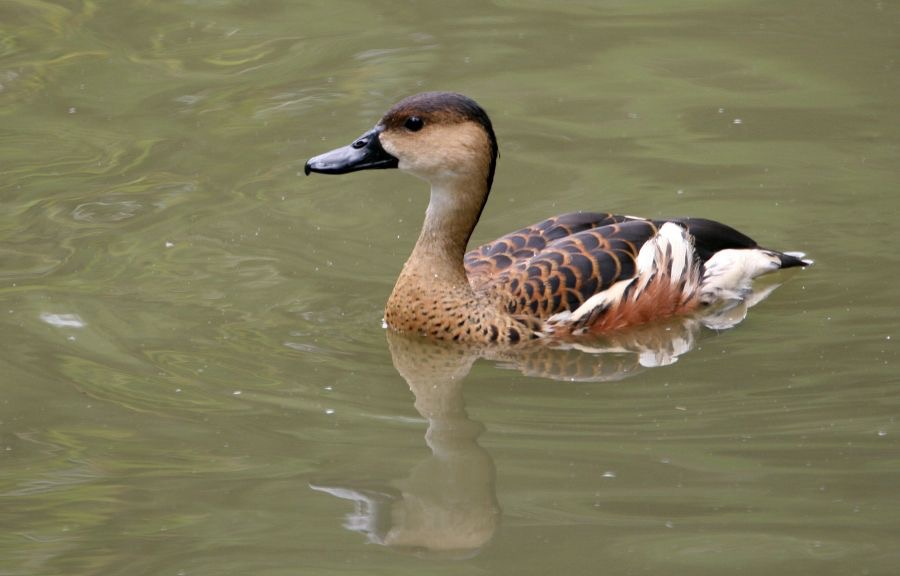 WANDERING  WHISTLING    DUCK.jpg