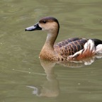 WANDERING  WHISTLING    DUCK.jpg
