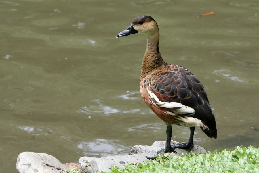 WANDERING  WHISTLING DUCK.jpg