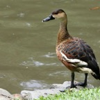 WANDERING  WHISTLING DUCK.jpg