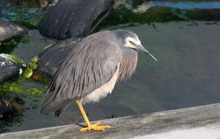 WHITE FACED    HERON.jpg