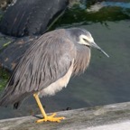 WHITE FACED    HERON.jpg