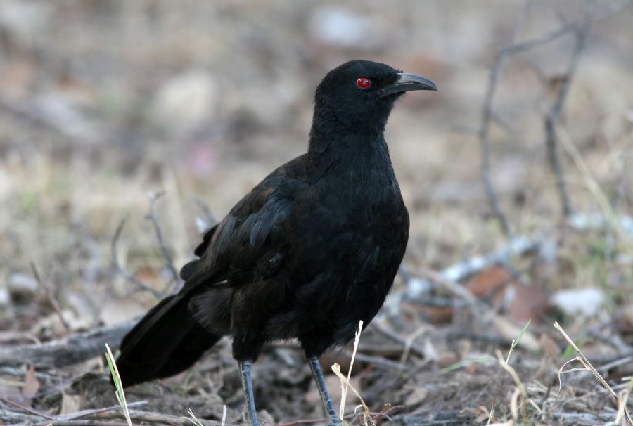 WHITE-WINGED     CHOUGH.jpg