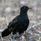 WHITE-WINGED     CHOUGH.jpg