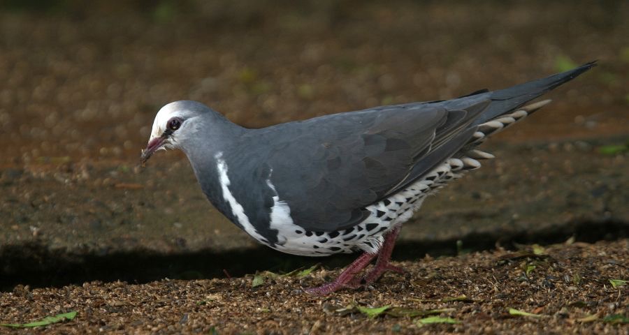 WONGA   PIGEON_.jpg