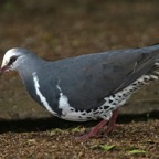 WONGA   PIGEON_.jpg