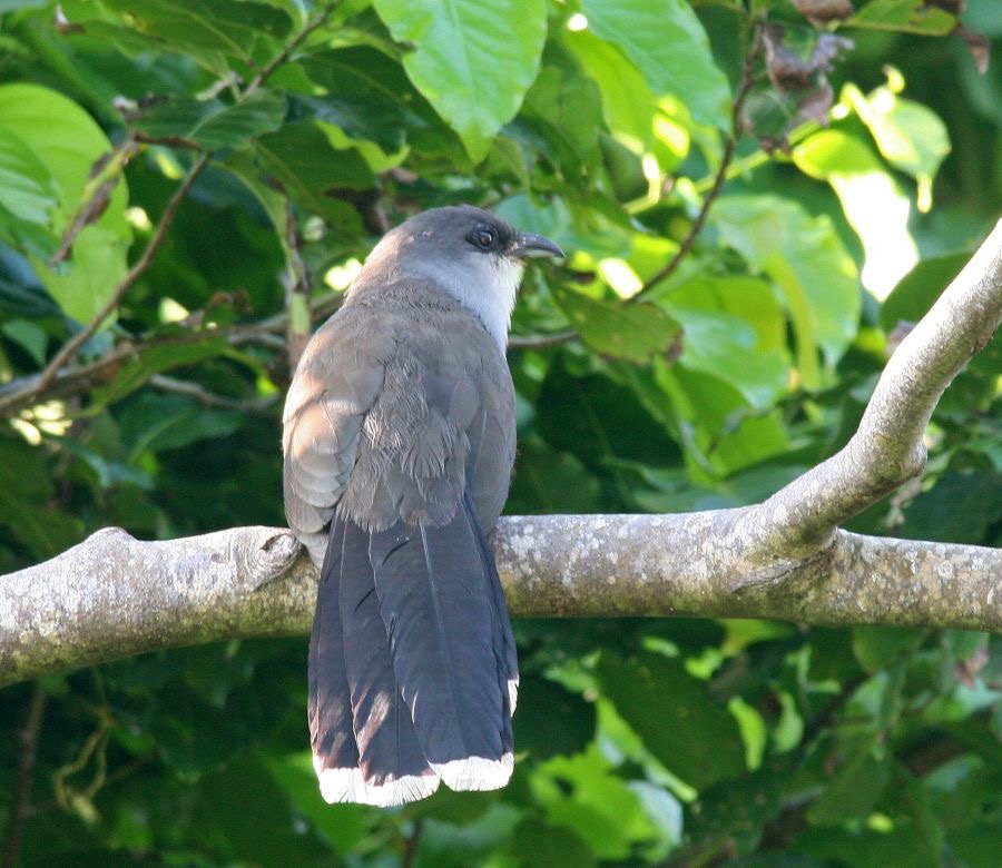 CUCKOO CHESTNUT BELLIED.jpg