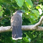CUCKOO CHESTNUT BELLIED.jpg