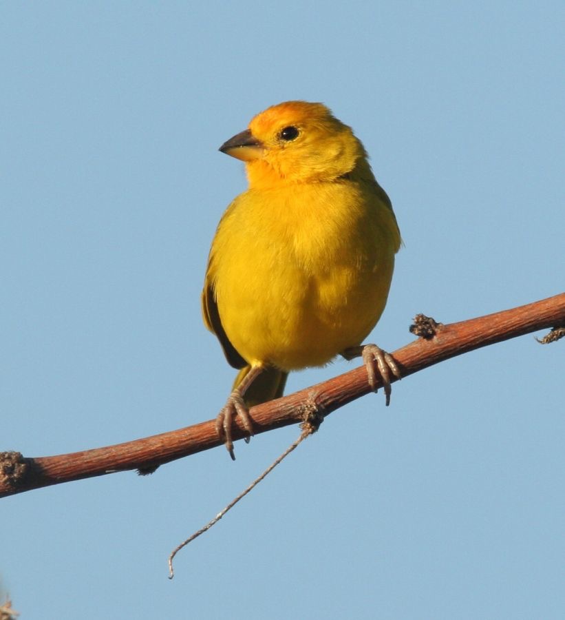 FINCH     SAFFRON    male.jpg