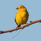FINCH     SAFFRON    male.jpg