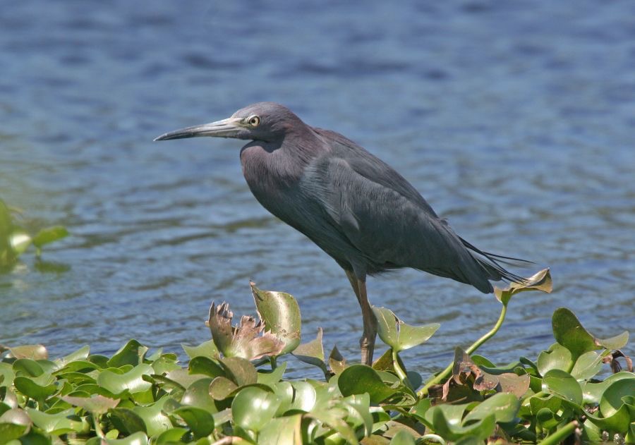 HERON         LITTLE BLUE.jpg