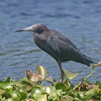 HERON         LITTLE BLUE.jpg