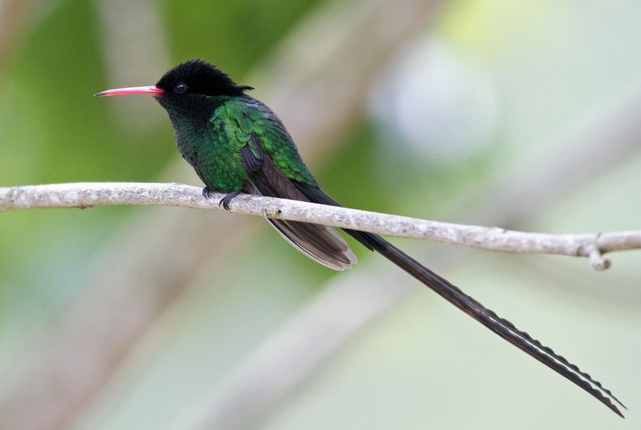 HUMMINGBIRD  male RED BILLED STREAMER-TAIL.jpg