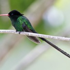 HUMMINGBIRD  male RED BILLED STREAMER-TAIL.jpg