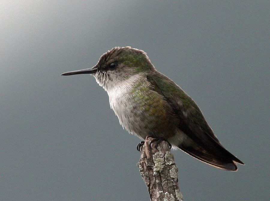 HUMMINGBIRD  VERVAIN.jpg