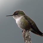HUMMINGBIRD  VERVAIN.jpg