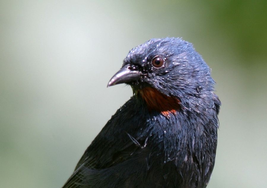 ORANGEQUIT   male in the rain.jpg