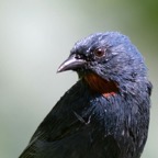 ORANGEQUIT   male in the rain.jpg