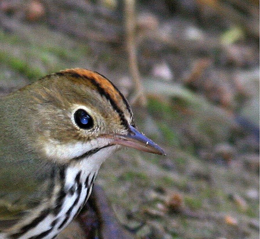 OVENBIRD   headshot.jpg