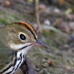 OVENBIRD   headshot.jpg