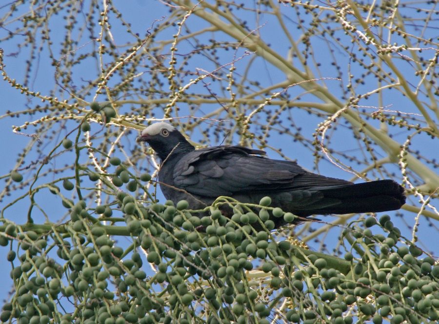 PIGEON.       WHITE CROWNED.jpg