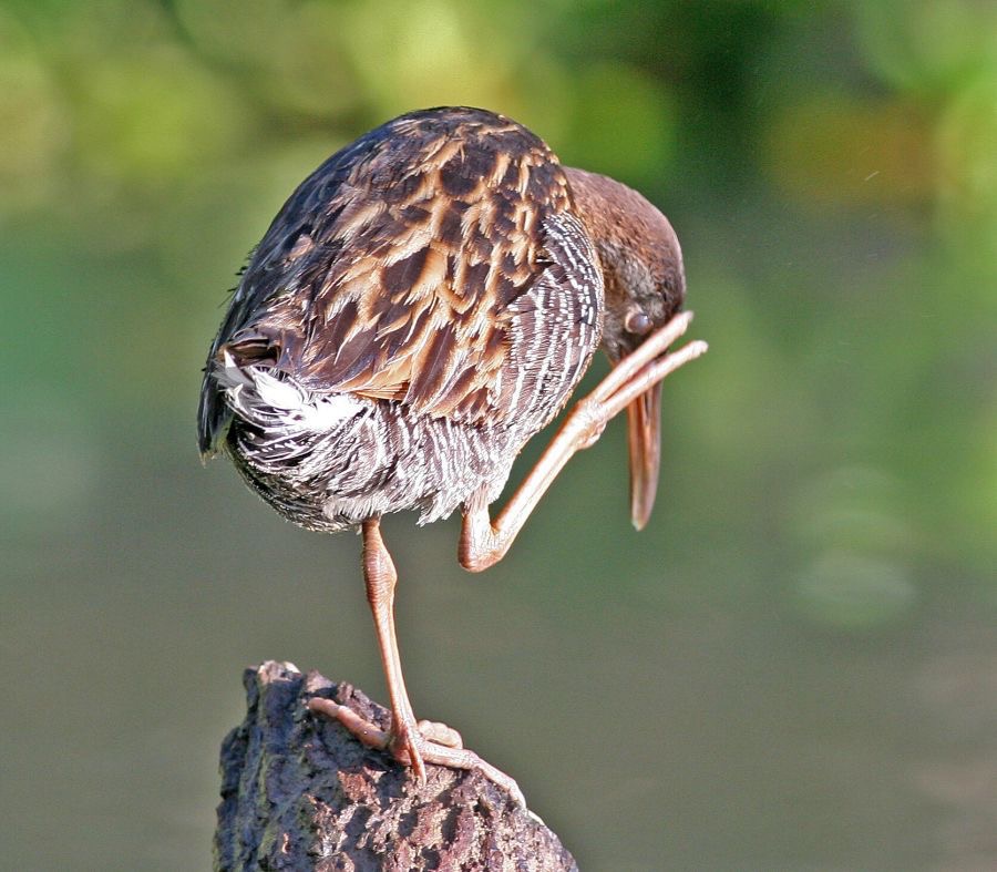 RAIL         CLAPPER.jpg