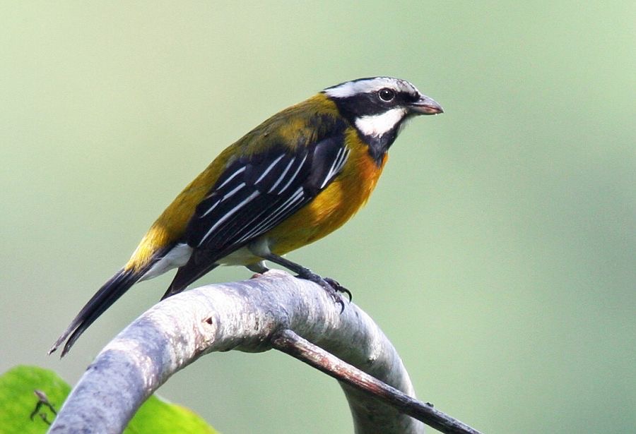 TANAGER.    STRIPE HEADED    male.jpg