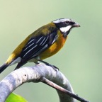TANAGER.    STRIPE HEADED    male.jpg