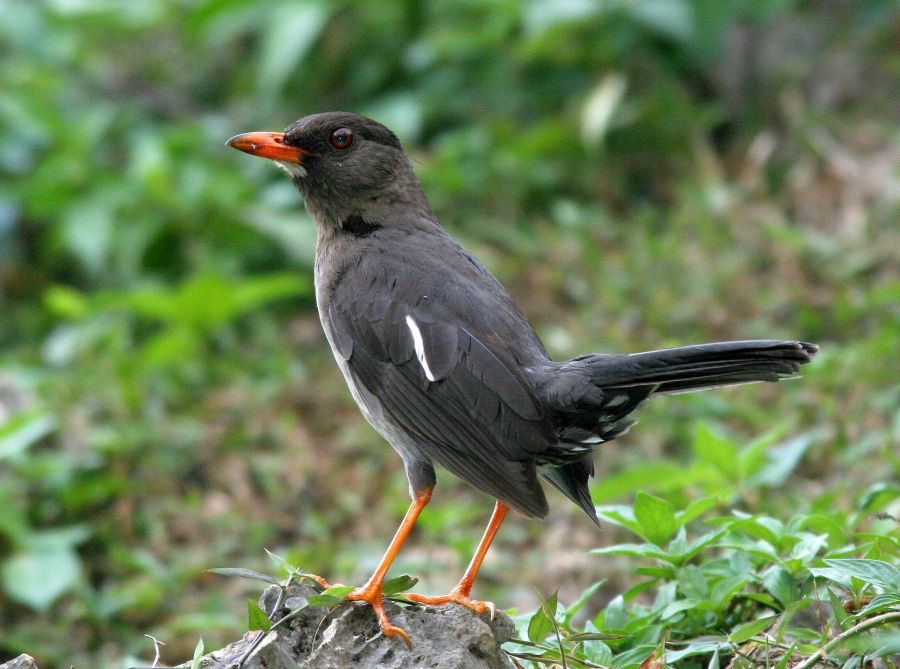 THRUSH.     WHITE CHINNED.jpg