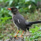 THRUSH.     WHITE CHINNED.jpg