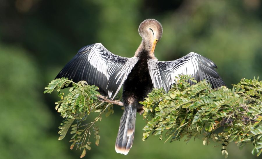 ANHINGA  preening  Tobago.jpg