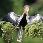 ANHINGA  preening  Tobago.jpg